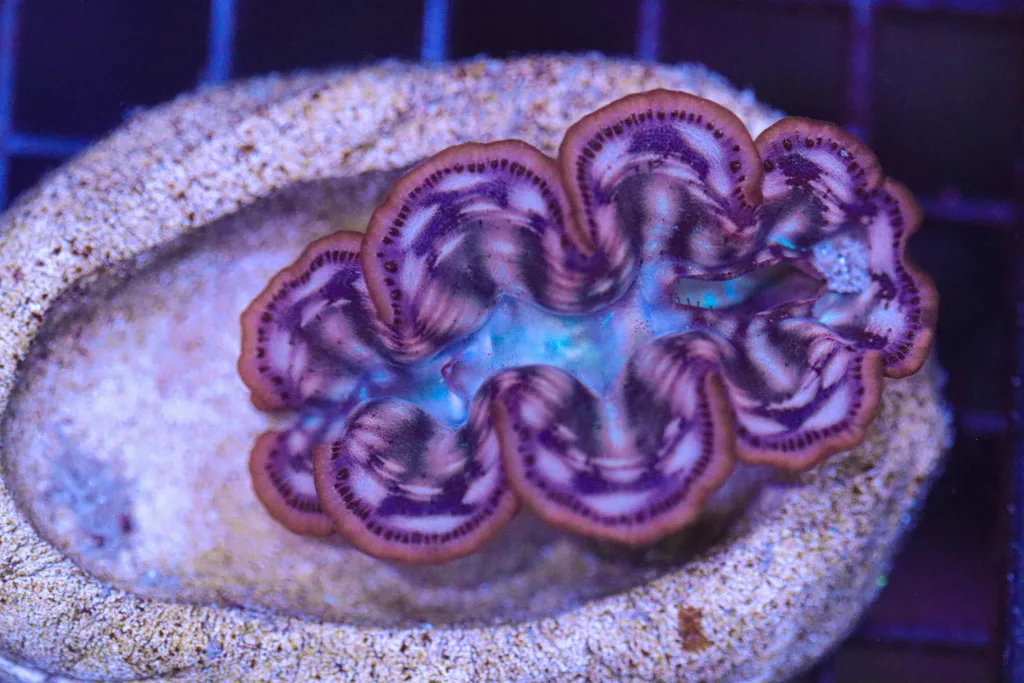 Frag Box Corals