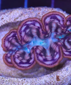 Wysiwyg Sm Clam (C114)