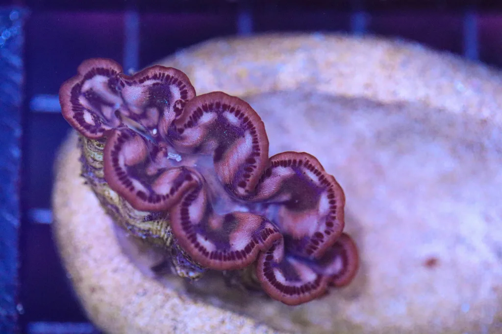 Frag Box Corals