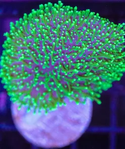 Wysiwyg Toadstool Leather Coral (C110)