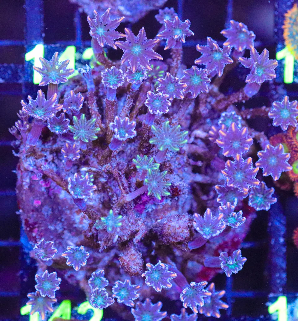 Frag Box Corals