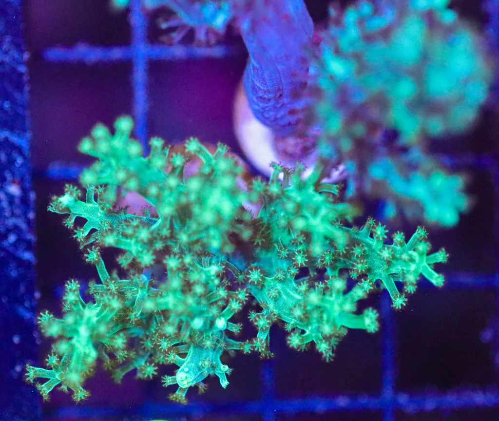Frag Box Corals