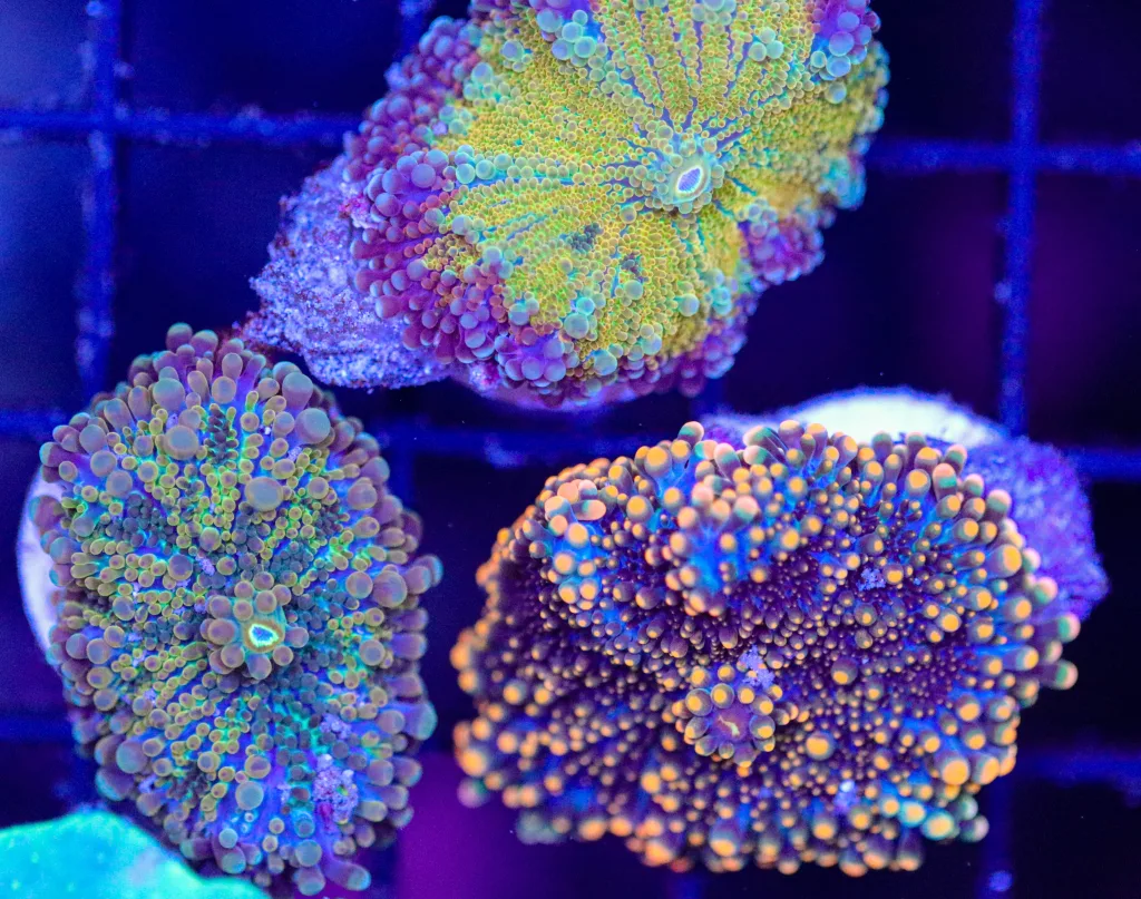 Frag Box Corals