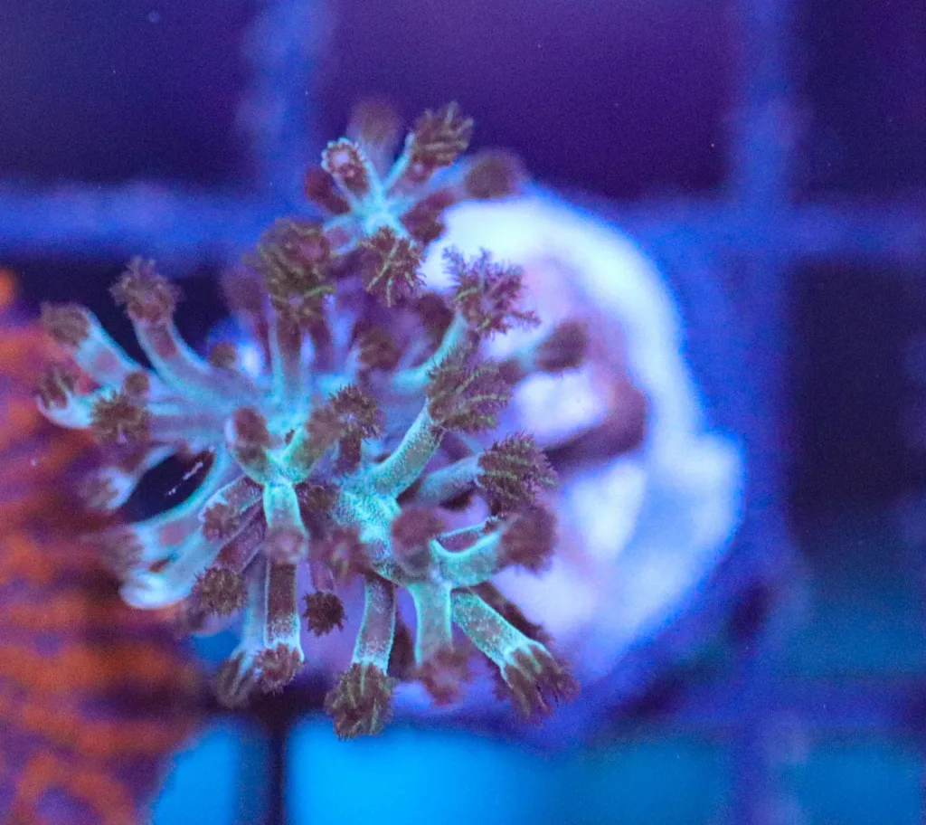 Frag Box Corals