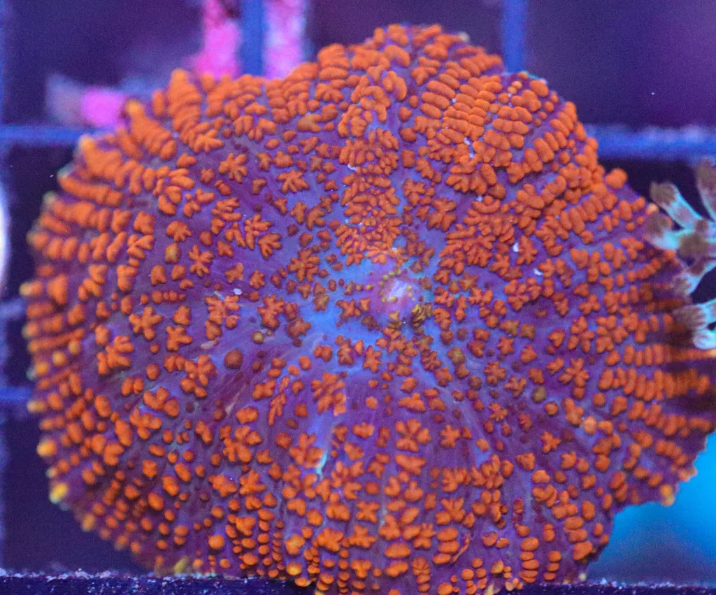 Frag Box Corals