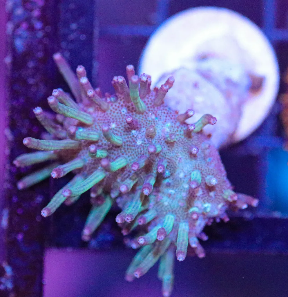 Frag Box Corals
