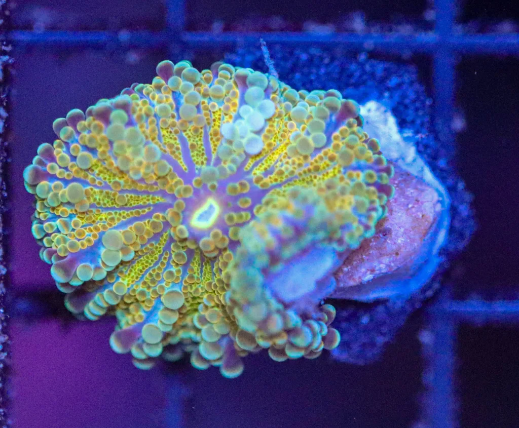 Frag Box Corals