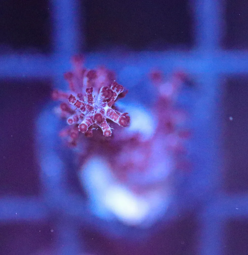 Frag Box Corals