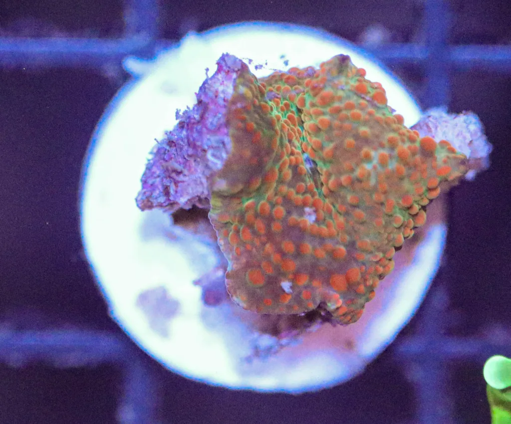 Frag Box Corals