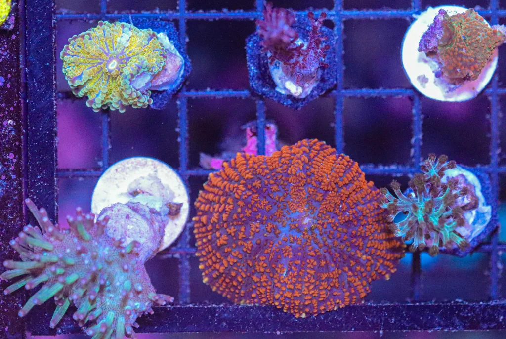 Frag Box Corals