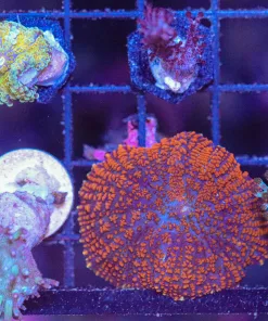 Fuzzy Softie Pack (C50) **MUSHROOMS AND LEATHERS**