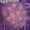 Wysiwyg Parazoanthus Polyps (C26)