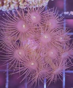 Wysiwyg Parazoanthus Polyps (C26)