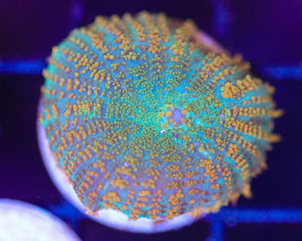 Frag Box Corals
