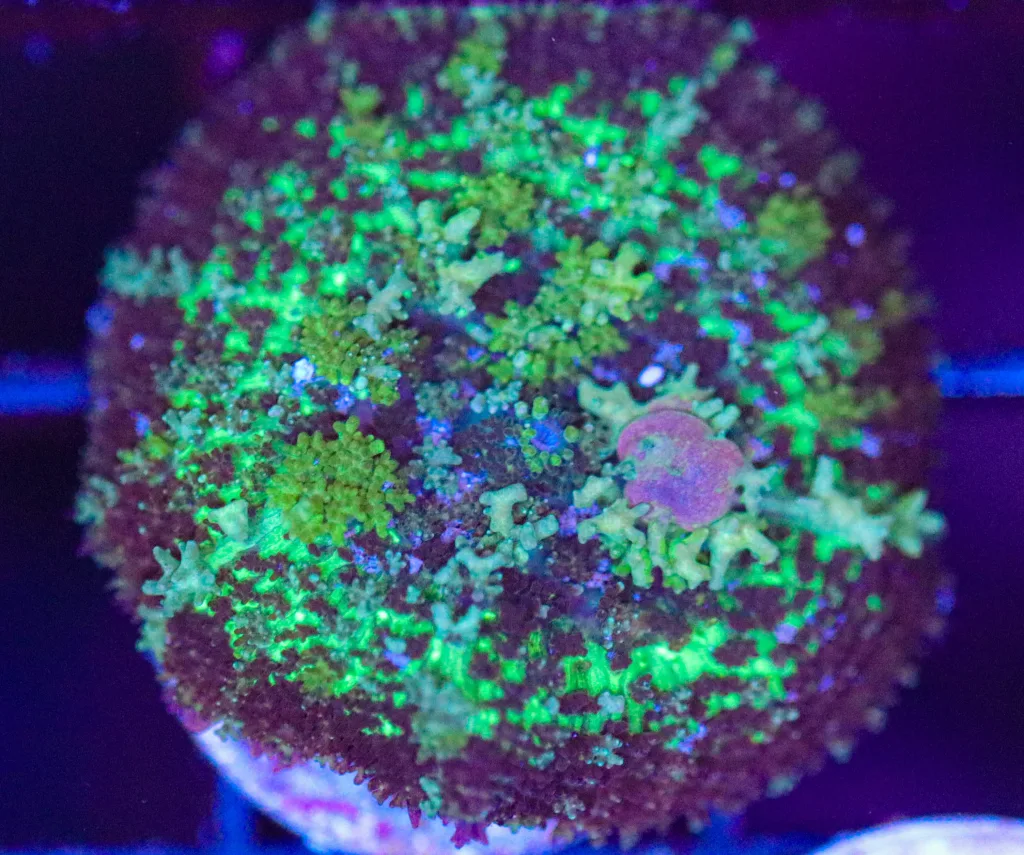 Frag Box Corals