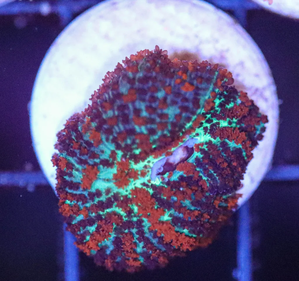 Frag Box Corals