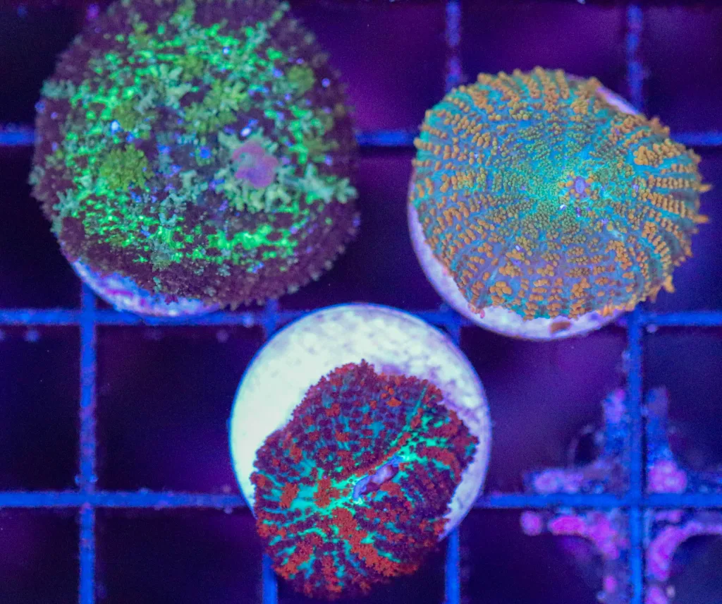 Frag Box Corals