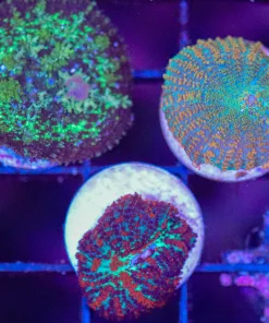 Rhodactis Rhodactis Mushroom Trio Frag (C96)