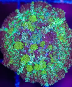 Wysiwyg Rhodactis Mushroom  (C136)