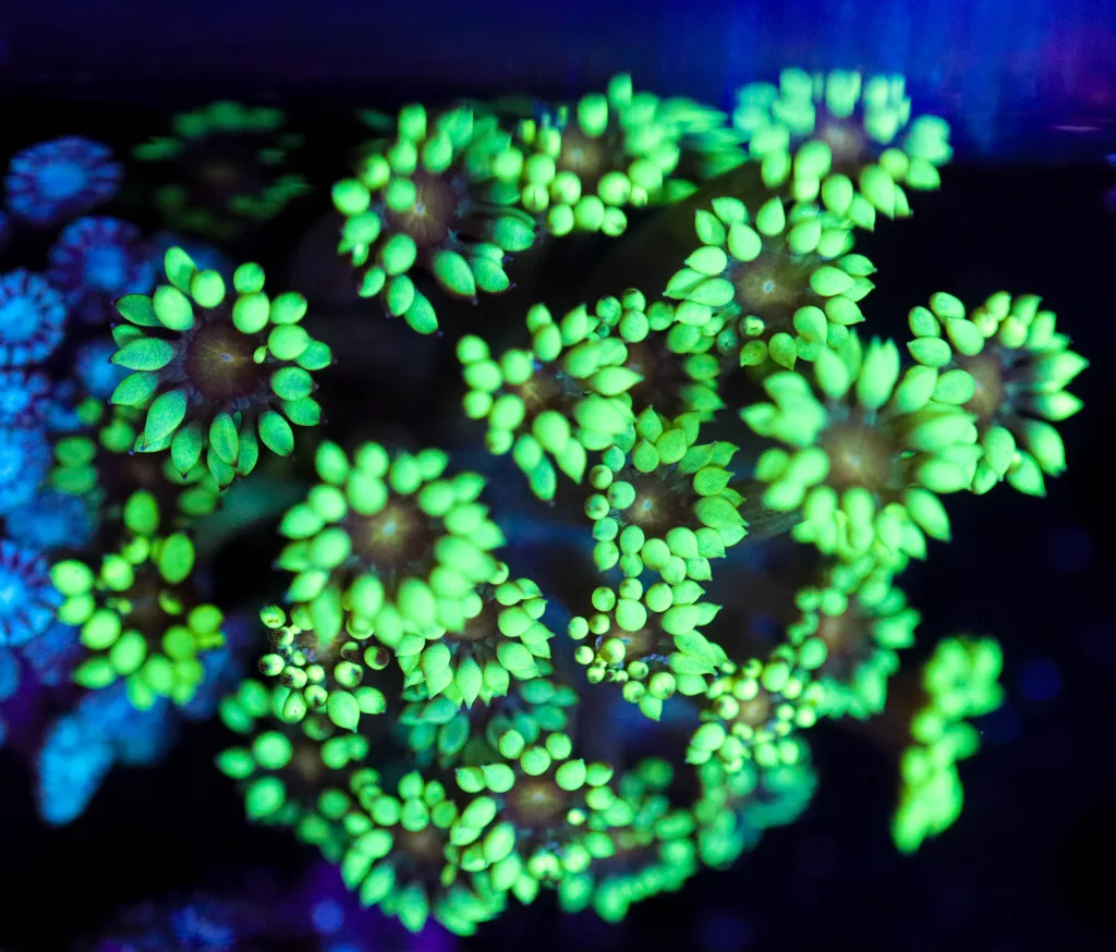 Frag Box Corals