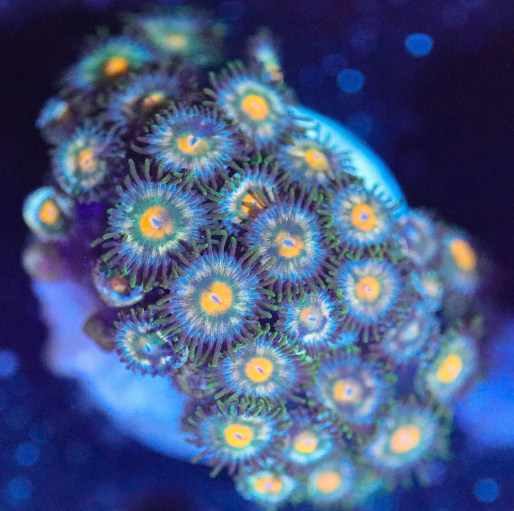 Frag Box Corals