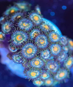 WYSIWYG Zoanthid Frag [F97]