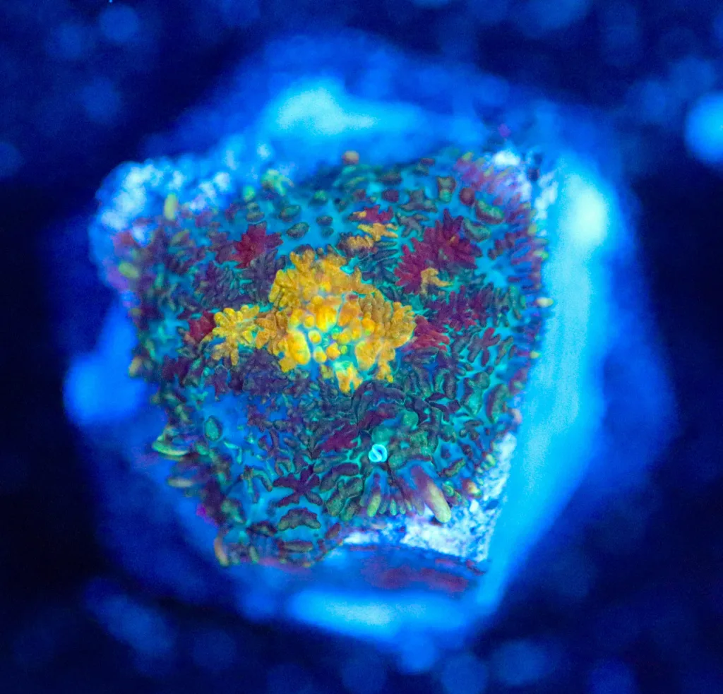 Frag Box Corals