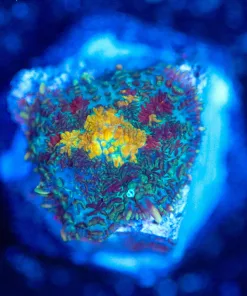 Wysiwyg Mushroom Frag [F116]