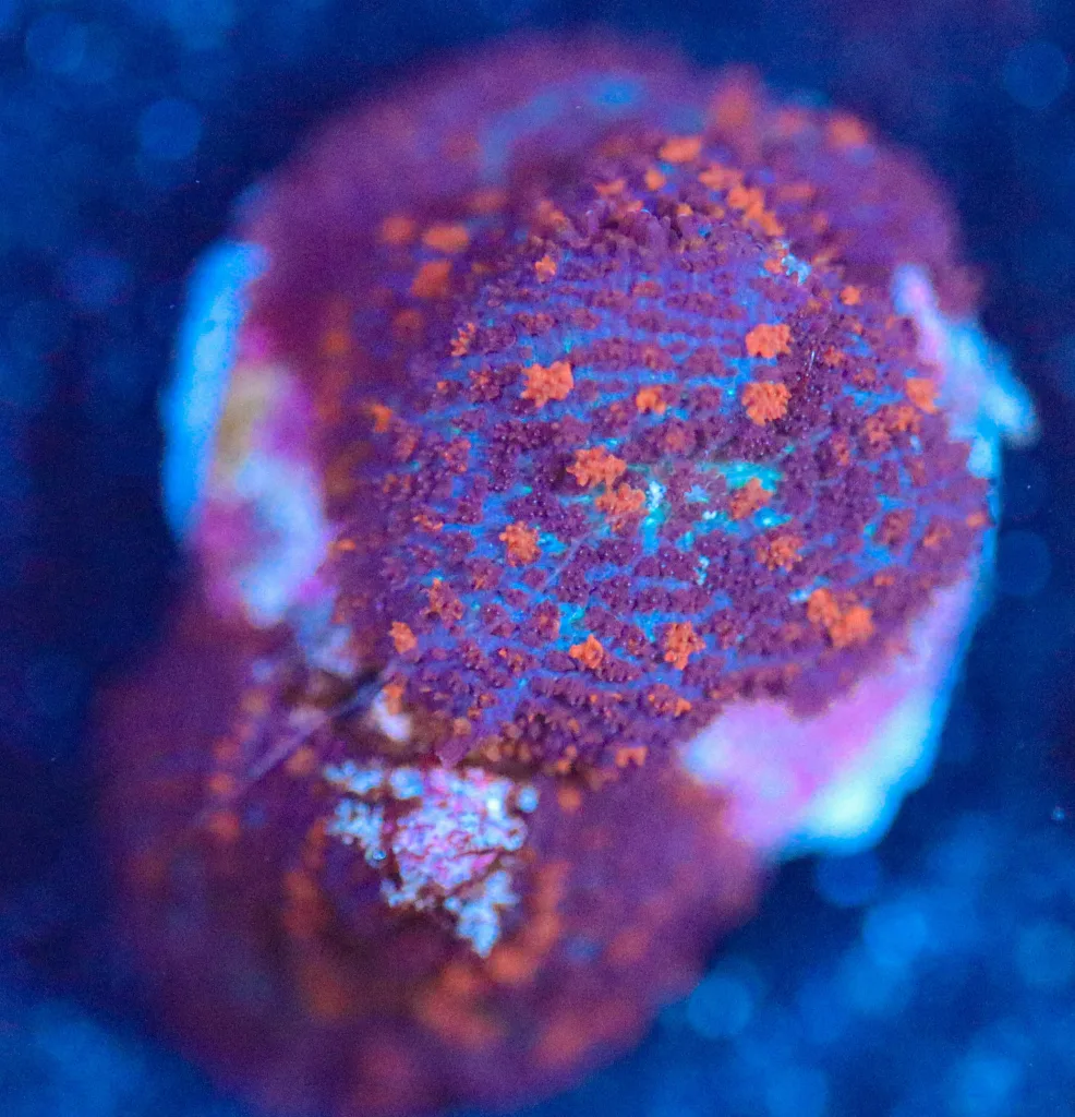 Frag Box Corals