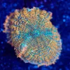 Wysiwyg Rhodactis Mushroom Frag [F128]