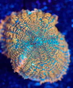 Wysiwyg Rhodactis Mushroom Frag [F128]