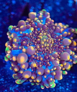 Wysiwyg Ricordea Yuma Mushroom [F134]