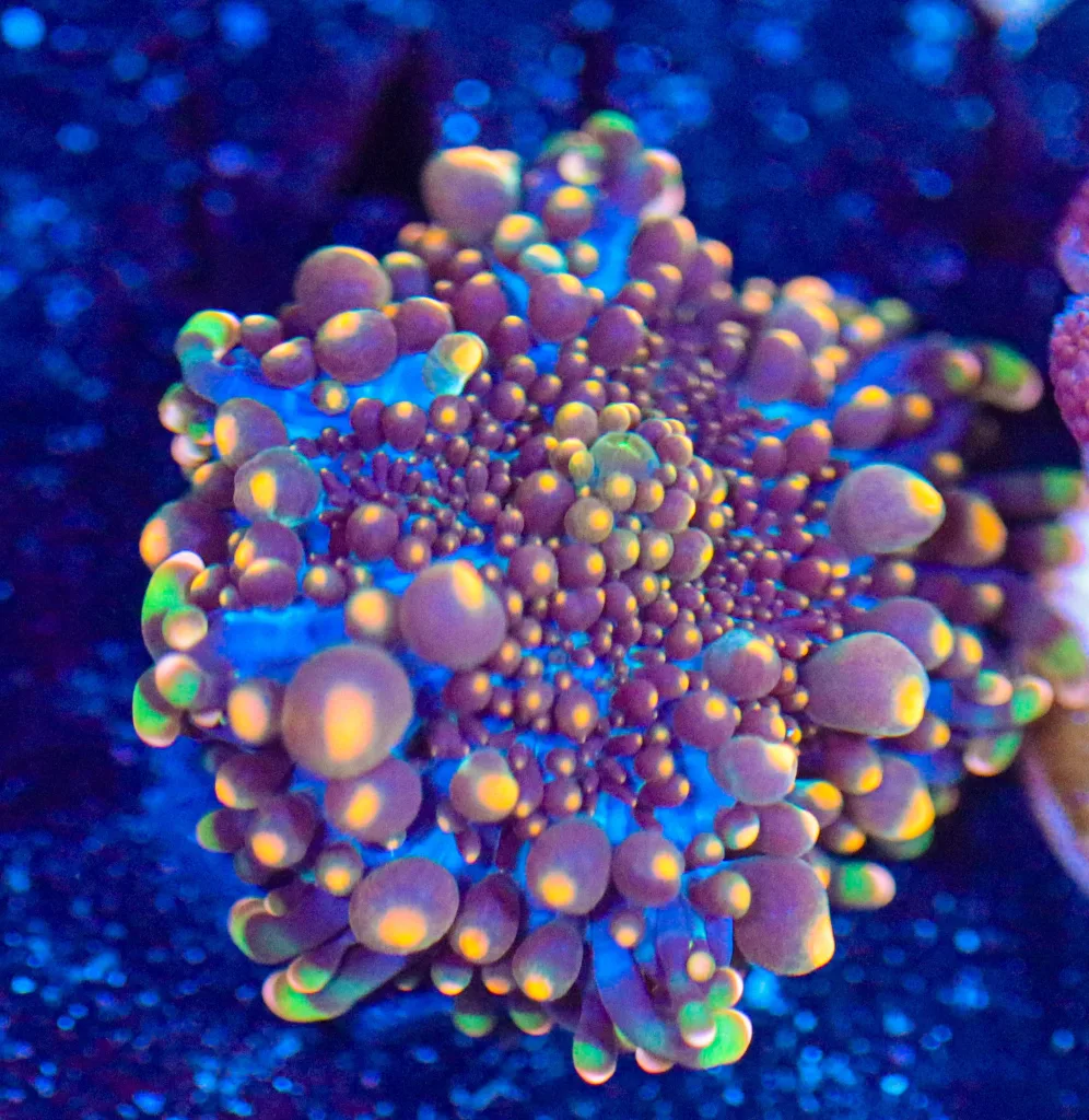 Frag Box Corals