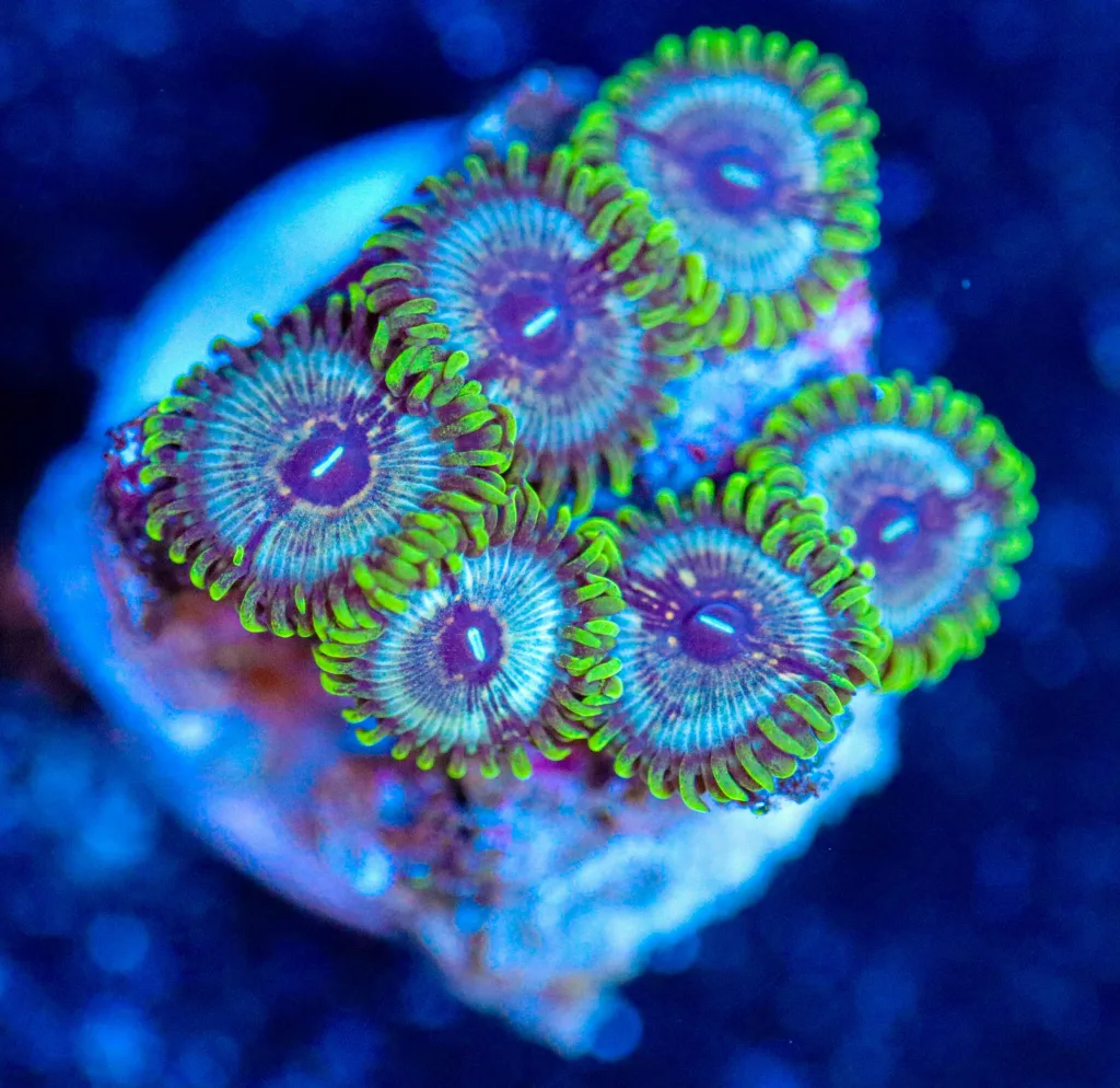 Frag Box Corals