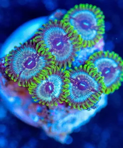 Wysiwyg Zoa Frag [F140]