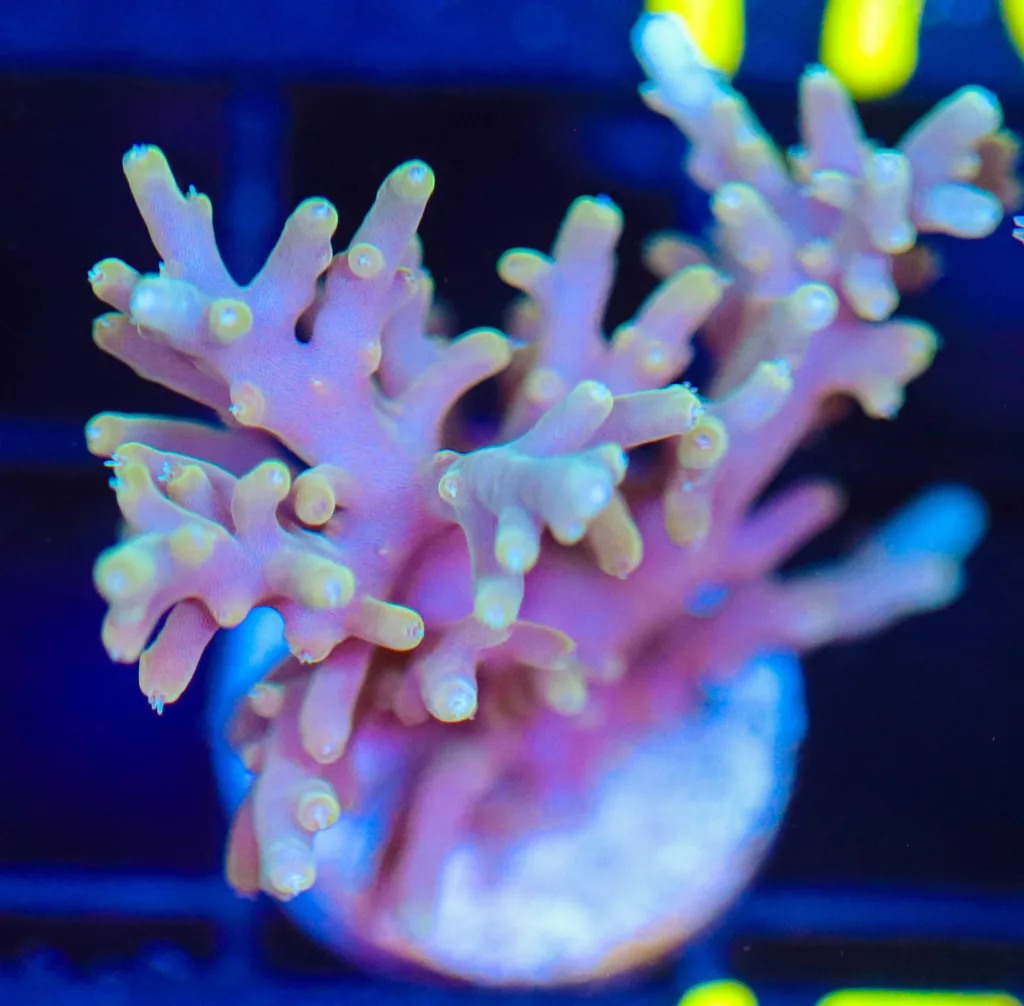 Frag Box Corals