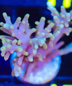 Wysiwyg Acropora Frag [F171]