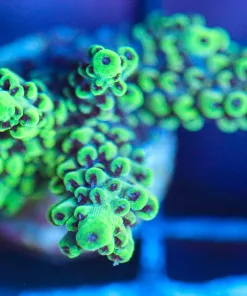 Wysiwyg Acropora Frag  [F173]