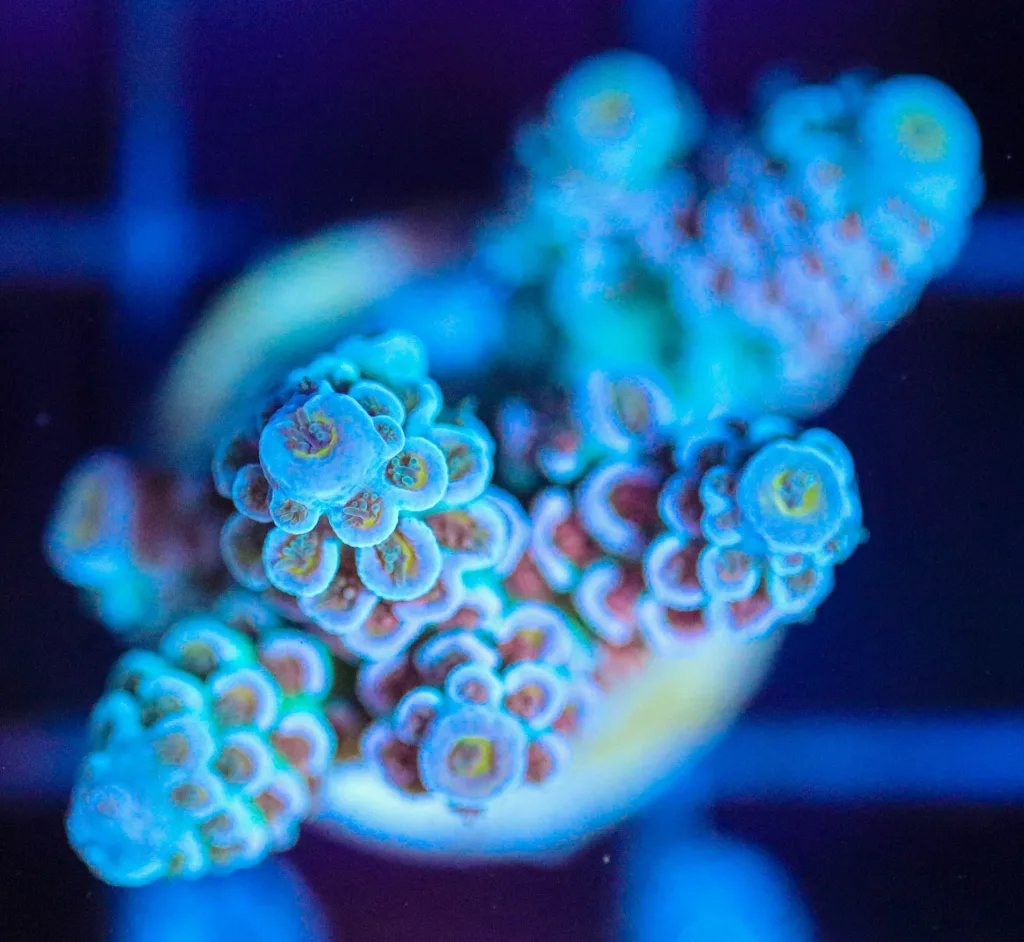 Frag Box Corals