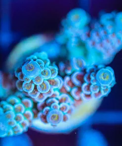 Wysiwyg Acropora Tenuis Frag [F174 ]