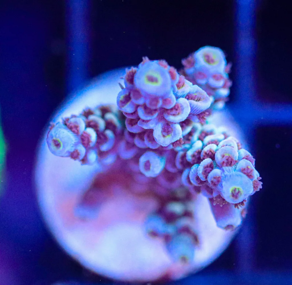 Frag Box Corals