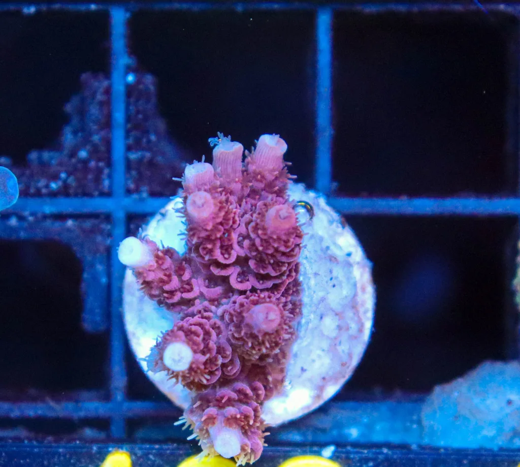 Frag Box Corals