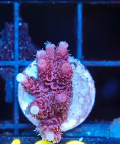 Wysiwyg Acropora Millepora Frag [F182]