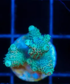 Wysiwyg Acropora Millepora  Frag  [F188]