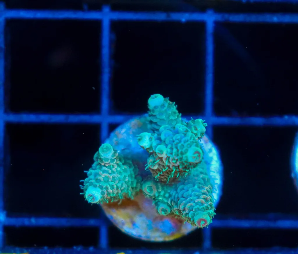 Frag Box Corals