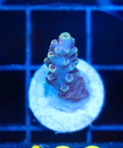 Wysiwyg Acropora Frag  [F189]