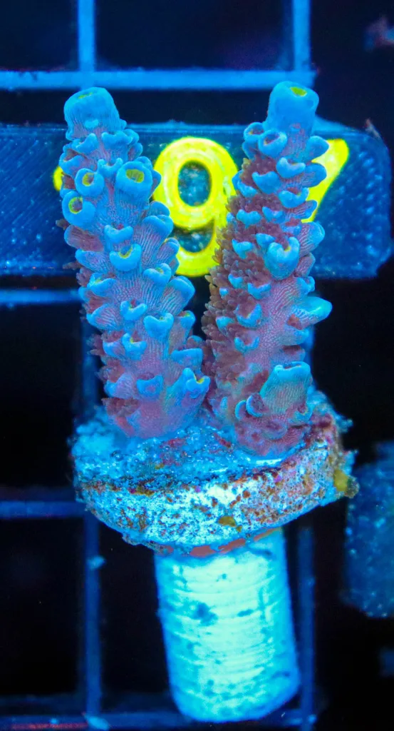 Frag Box Corals