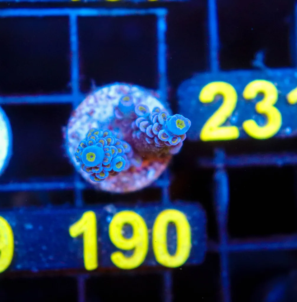 Frag Box Corals