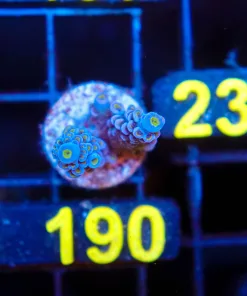 Wysiwyg   Acropora Tenuis Frag [F190]