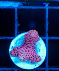 Wysiwyg Acropora Millepora Frag [F193]